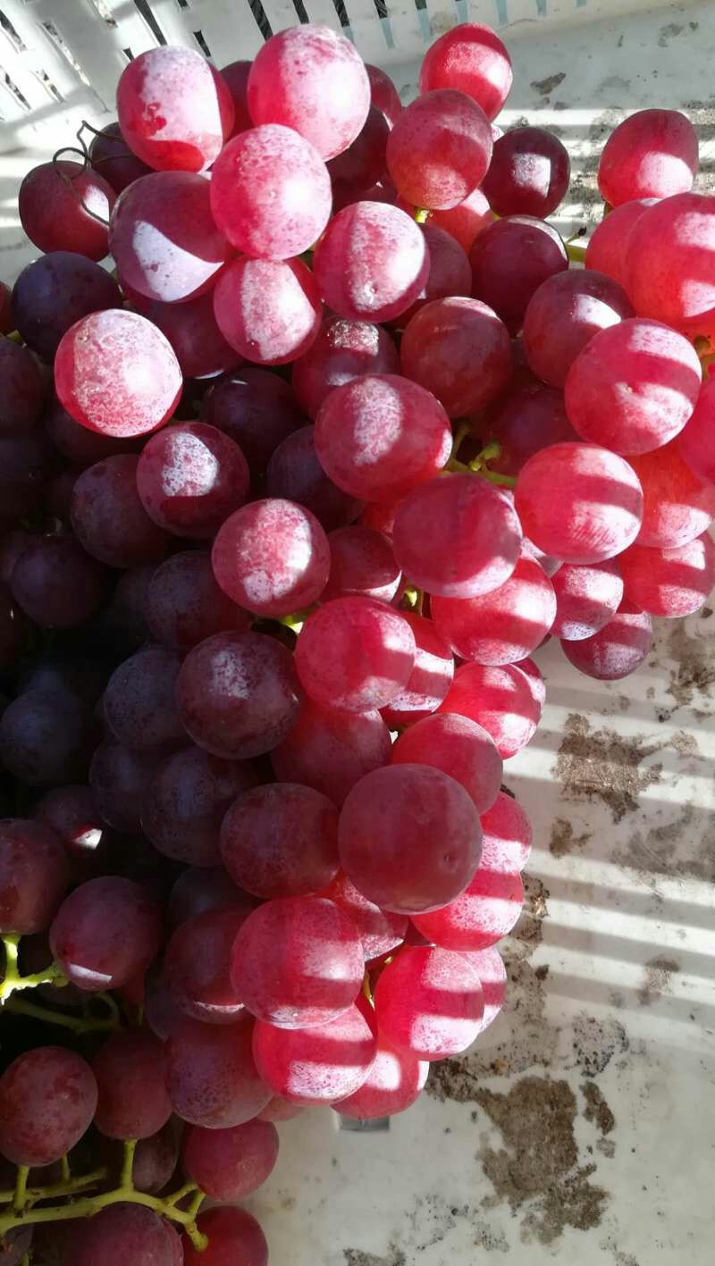  新疆石河子北泉镇的弗雷无核葡萄（玻璃脆），色泽火红口感脆甜。