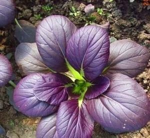 易门县 紫白菜需要马上预定