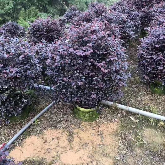 兴国县黑珍珠红继木  红花继木花卉盆景
