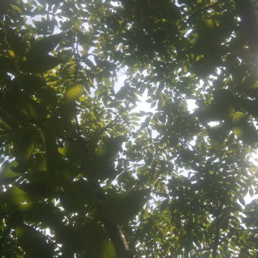 临沧 云南核桃大树核桃无农药无化肥自然生太香味可口有意的联系