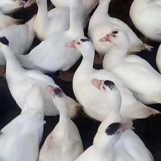 合肥 白番鸭苗