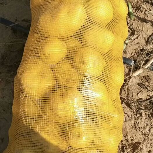 靖边县荷兰15号土豆 靓货低价