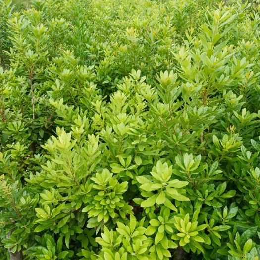 灵山县早佳杨梅苗 杨梅树大苗，桩头树苗