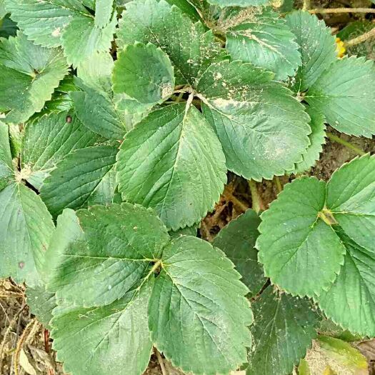 泰安 奶油草莓苗