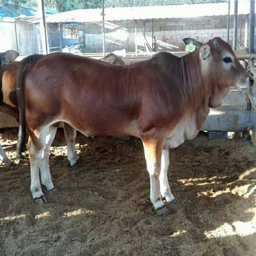郓城县黄牛  改良肉牛小牛犊 统货 可随意挑选