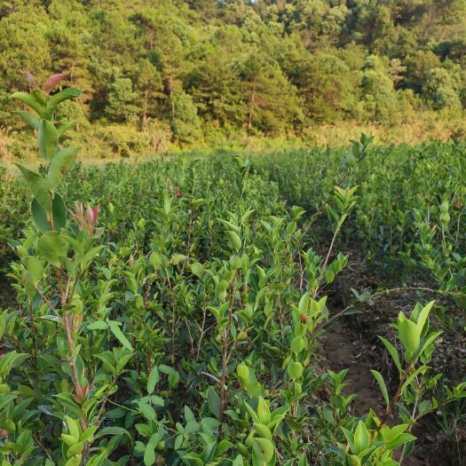 攸县油茶苗 欢迎下单，质量好！优惠多多