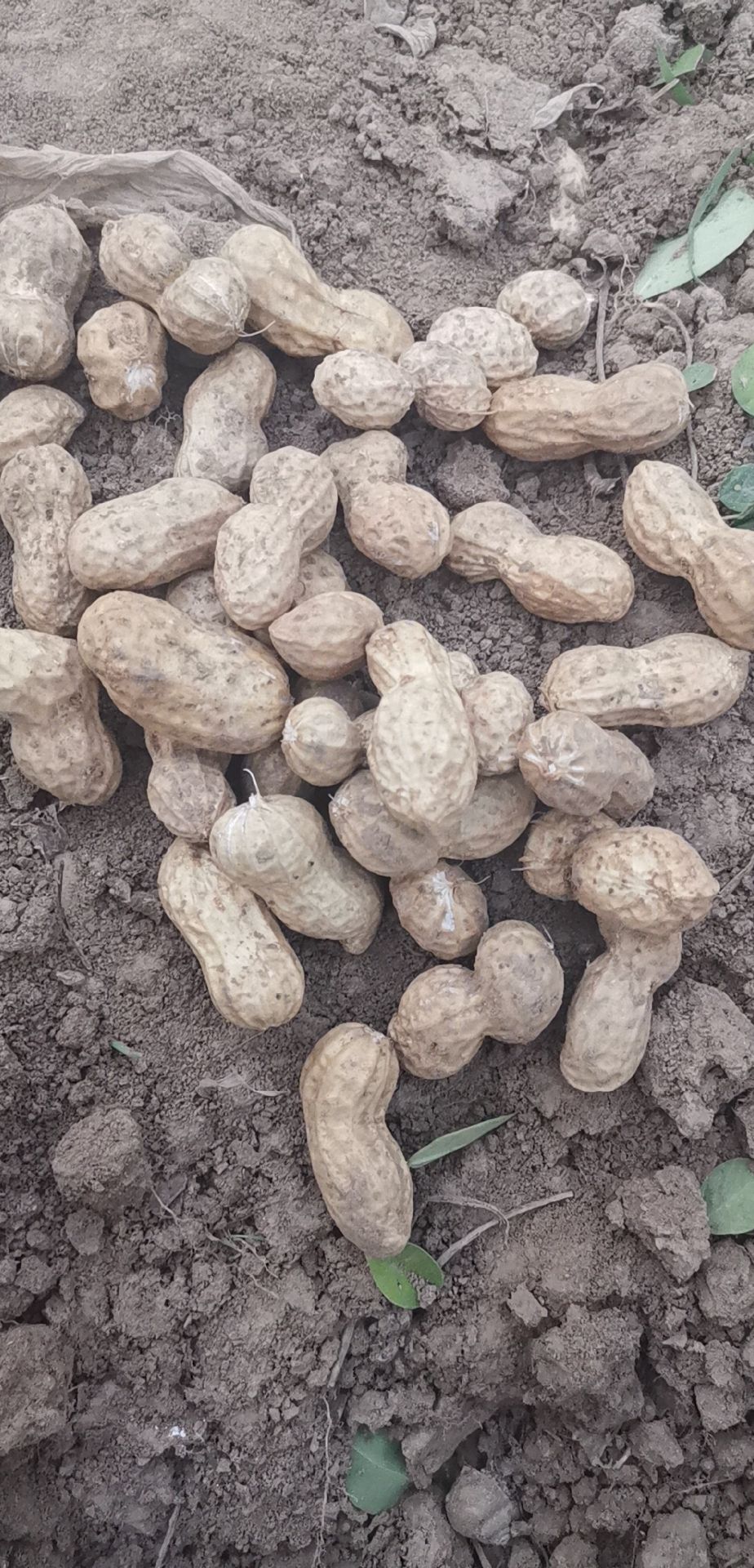  大量花生下来了