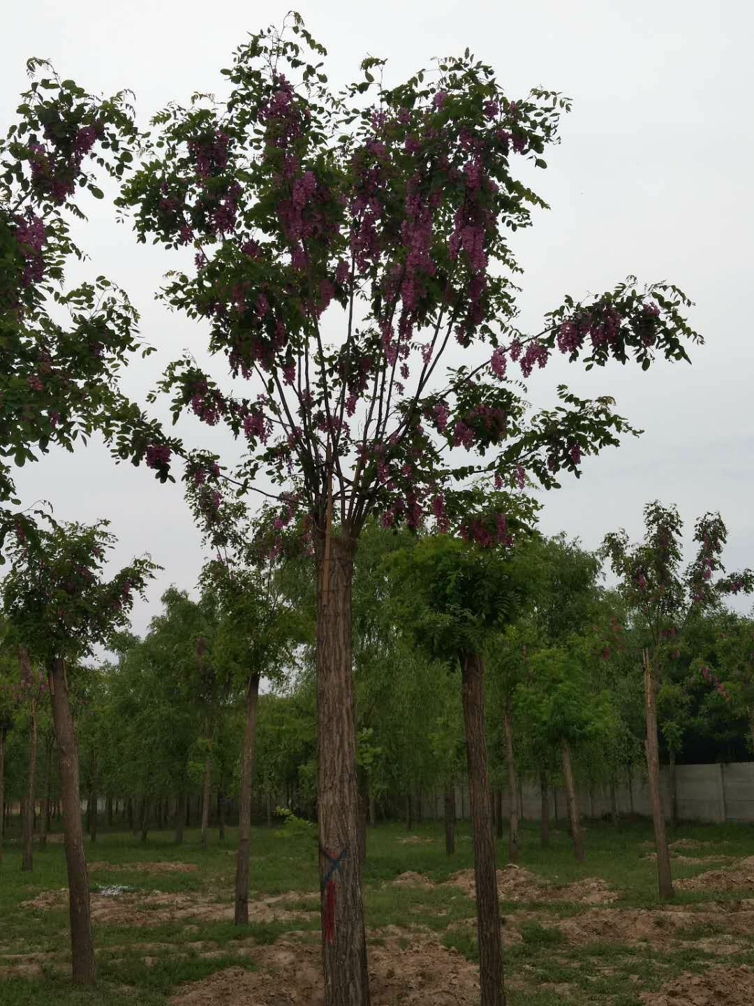 沁盛香花槐 红花槐