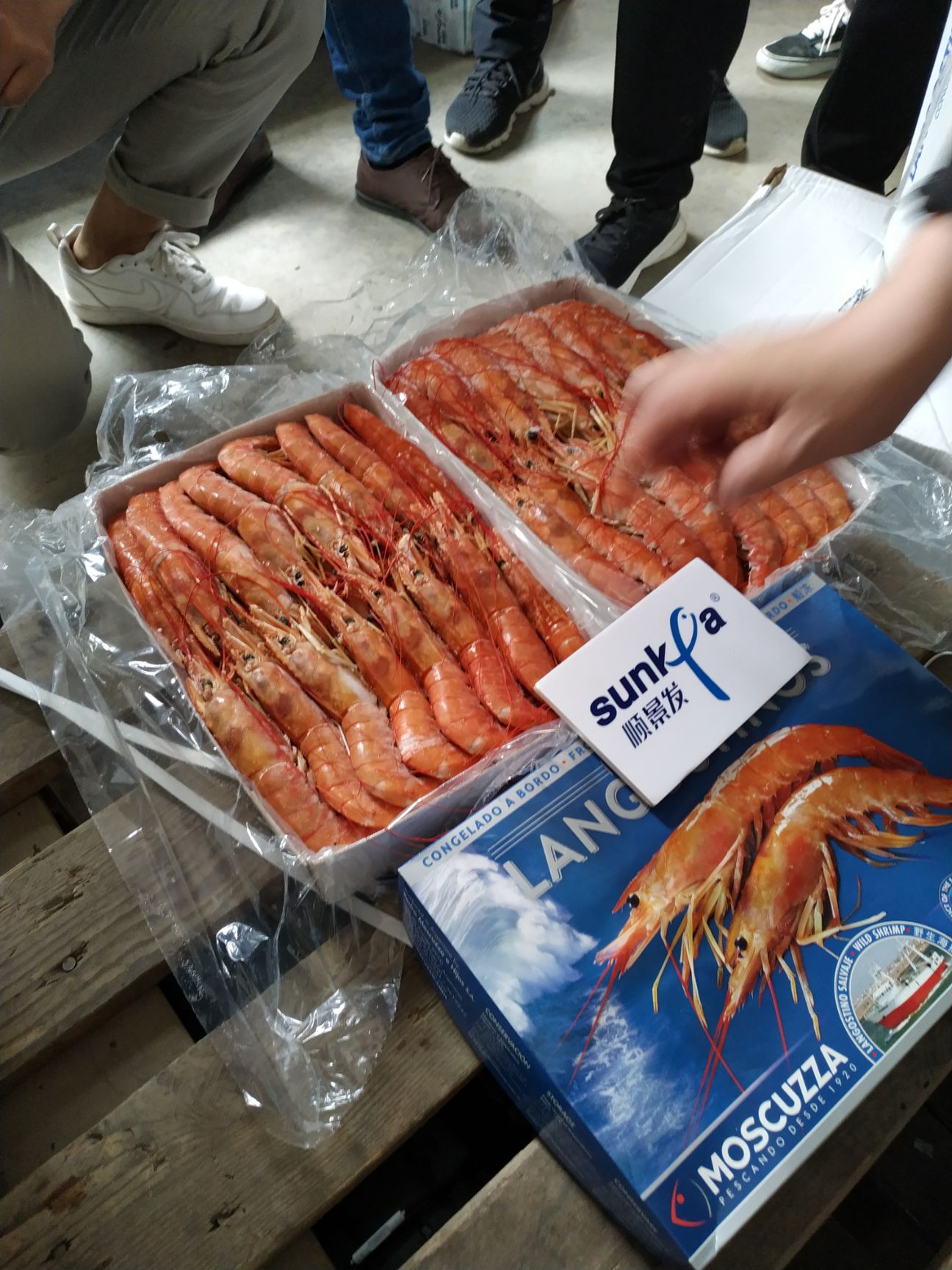  阿根廷红虾