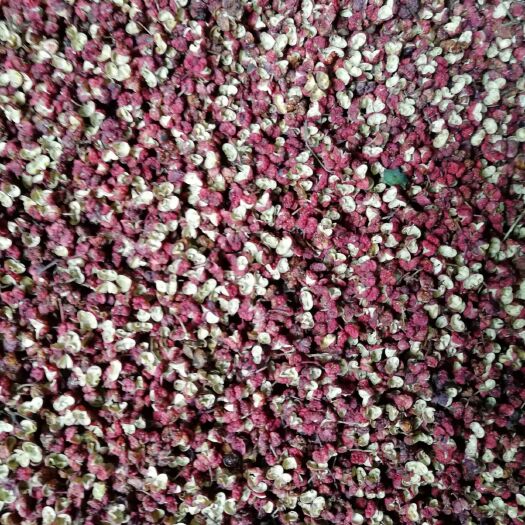 陇南红花椒 一级 干花椒