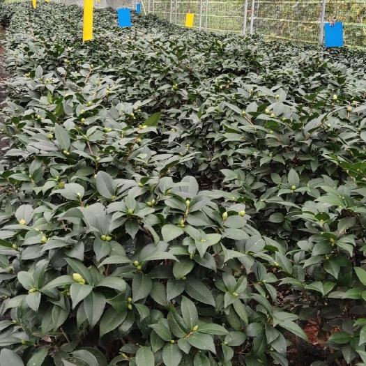 漳平市 烈香茶花盆栽含苞欲放待上市