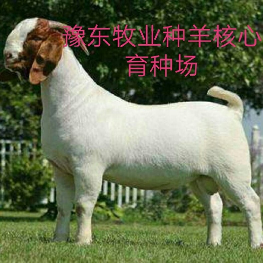 宁陵县 种羊，波尔山羊，马头羊繁育基地长年直供应，申明我不是羊贩子