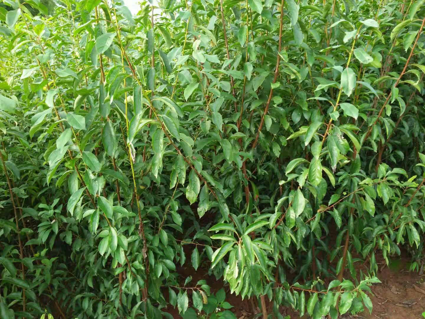 李子苗 青脆李子苗 脆红李子苗 黄金奈李 基地直供 保证成活