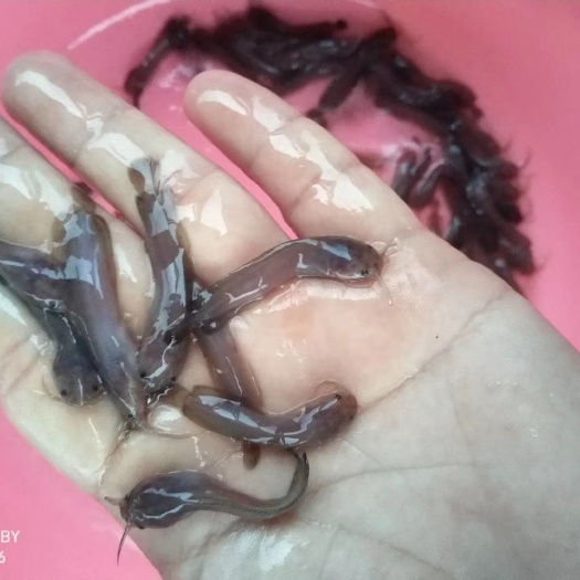 塘角鱼苗  塘鲺苗