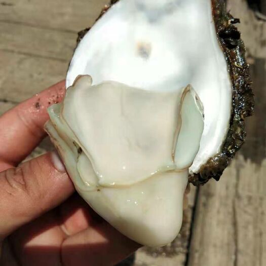 阳西县阳江生蚝 7-9    9两以上精品靓生蚝