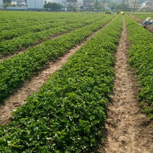 兴安县 出售甜查理草莓苗，无病害，提供技术支持