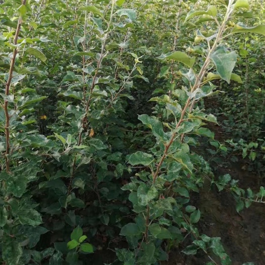 泰安矮化红富士苹果苗 矮化苹果苗  保证成活率  包邮