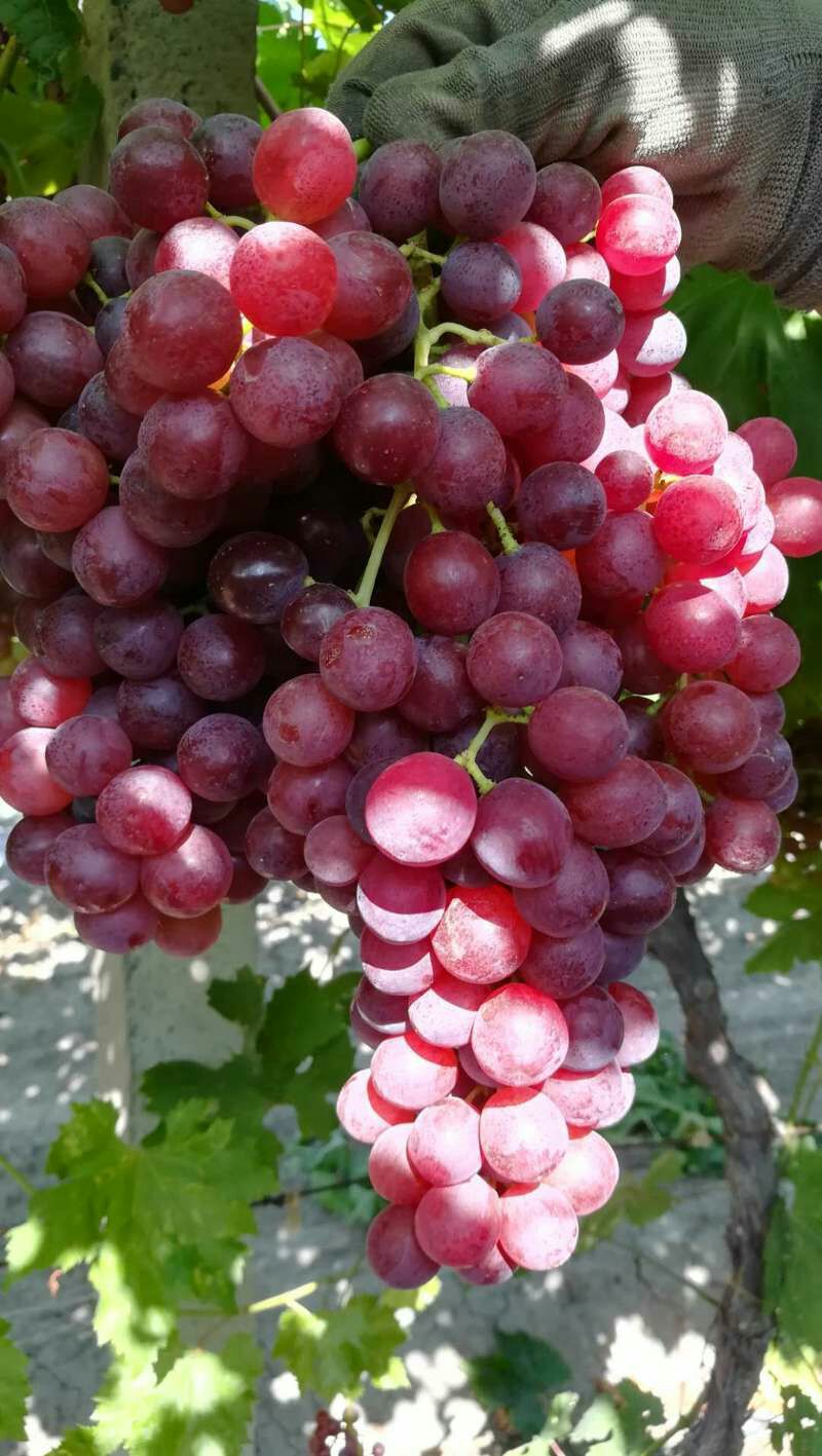  新疆石河子北泉镇的弗雷无核葡萄（玻璃脆），色泽火红口感脆甜。