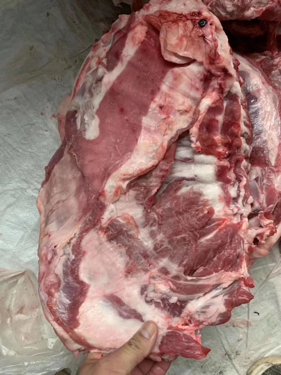  多肉羊排