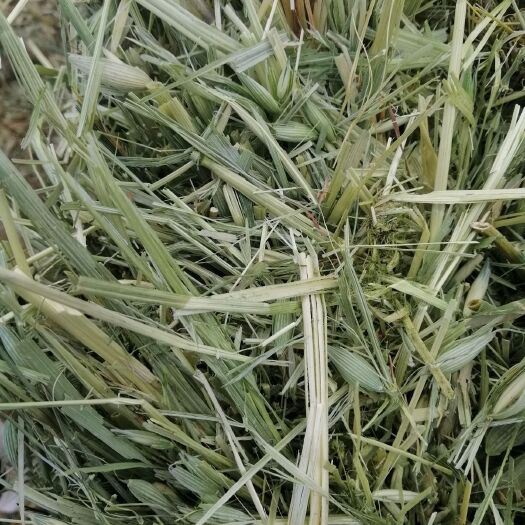 右玉县饲料燕麦草 燕麦青贮草 优质燕麦