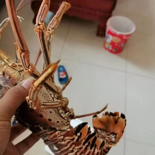 郑州澳洲龙虾 澳龙，波龙