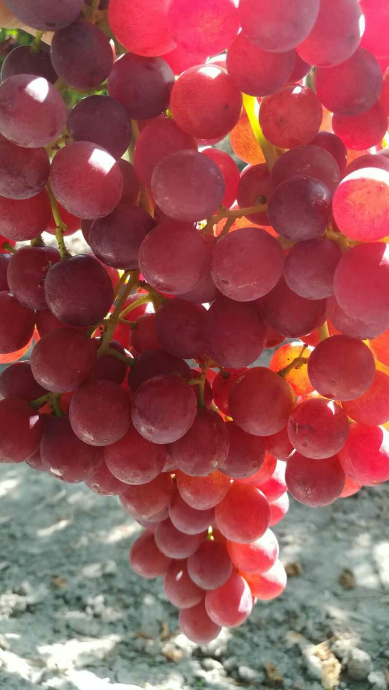  新疆石河子北泉镇的弗雷无核葡萄（玻璃脆），色泽火红口感脆甜。