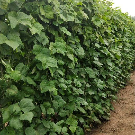 朝阳县白条豆角 40cm以下