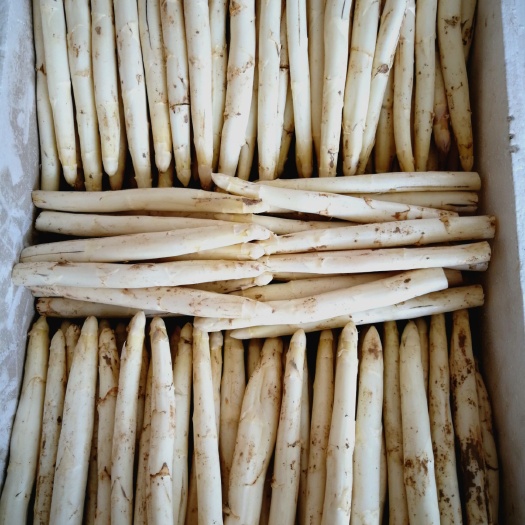 曹县 精品白芦笋规格1.0以上，1.1以上，1.2以上价格随行就市