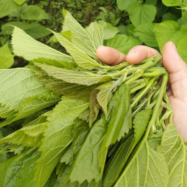 桑芽茶 大量供应桑芽菜新鲜桑芽现摘过水真空发货