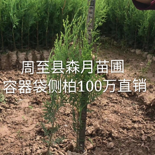周至县侧柏苗 陕西侧柏  最大的侧柏基地 容器袋柏树苗 一年生15-30高