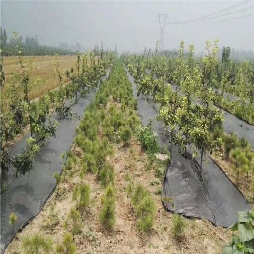 德州 果园防草布   果园防草布厂家  种植基地专用防草布 火龙果