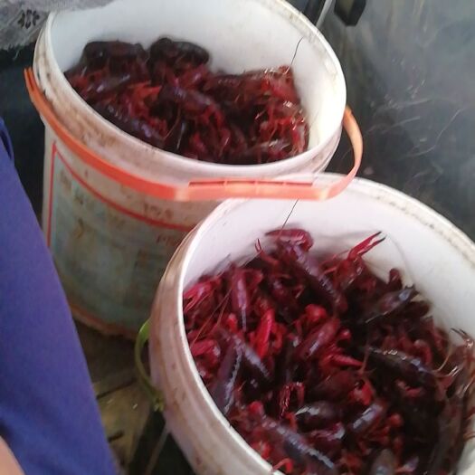 庐江县 小龙虾出售量大从优