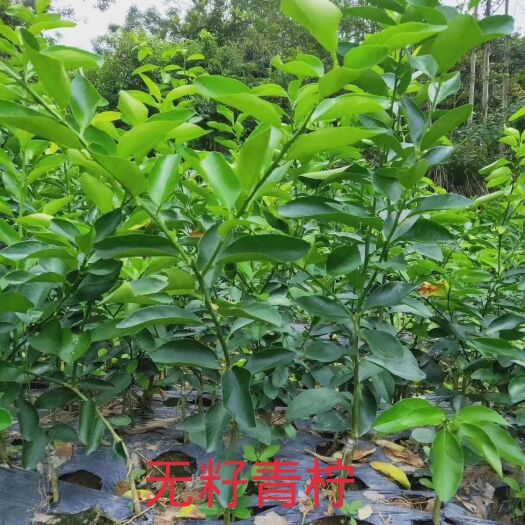 灵山县无籽柠檬苗  无籽 青柠苗