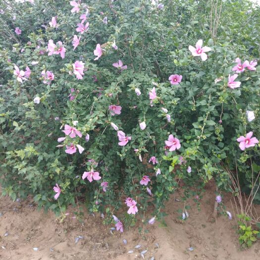 定州市 粉花木槿