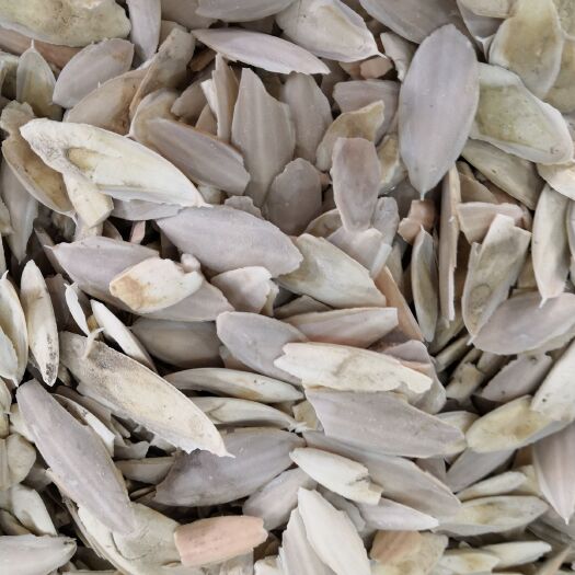 亳州海螵蛸  （乌贼骨）墨鱼骨 切片 货干 各种中药材