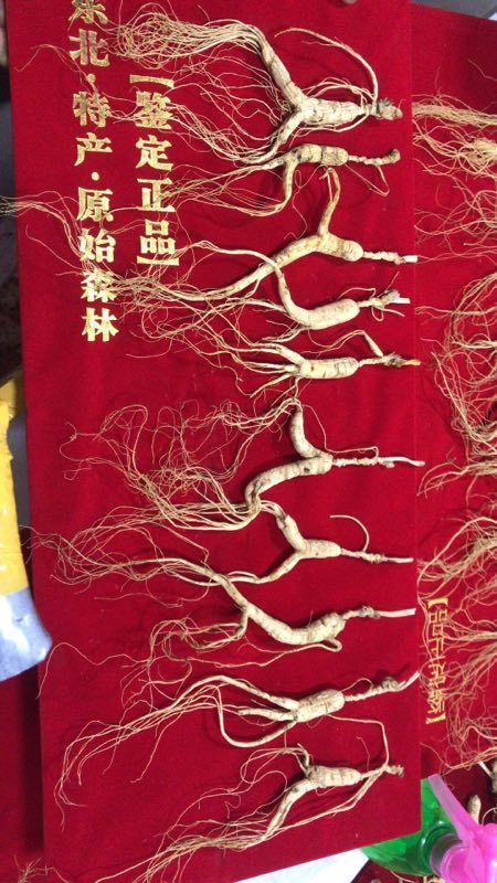  30年的大自然生长的林下参