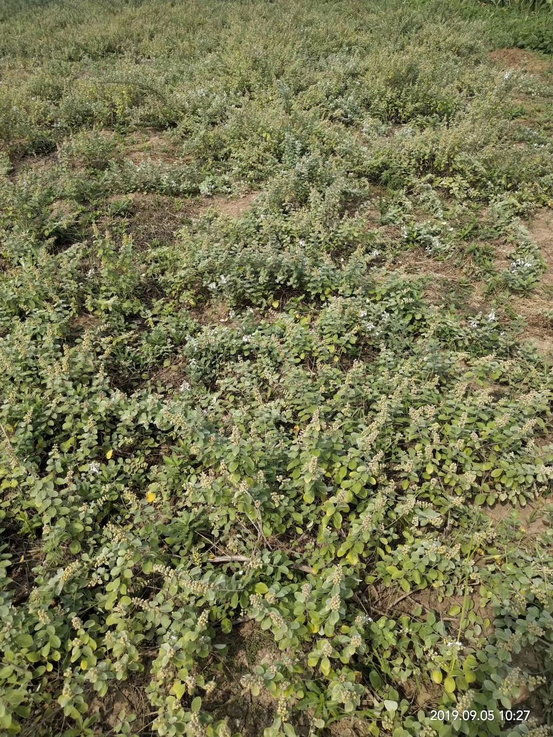 蔓荆子苗  本种植基地长年供应蔓荆子大苗，小苗及扦插枝条，回收蔓荆子果实