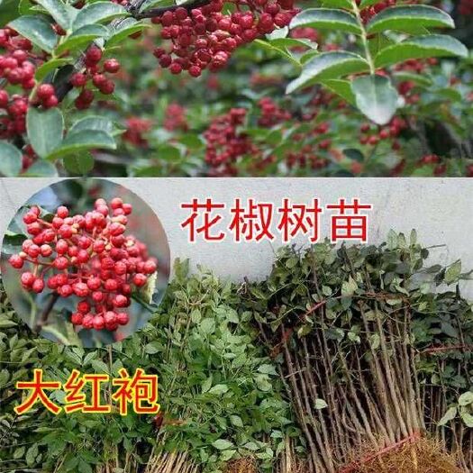 平邑县 花椒树苗大红袍花椒苗四川食用麻椒苗盆栽地栽无刺高产种当年结果