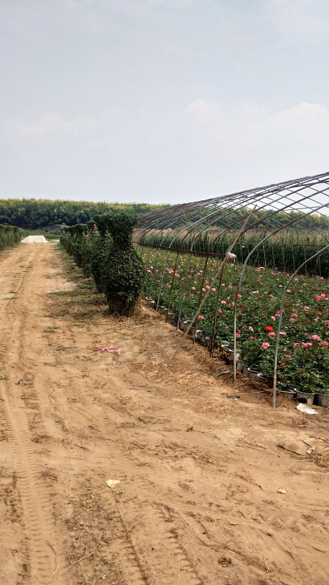 月季苗 盆栽月季，裸根苗月季，南阳瑞丰月季基地直供