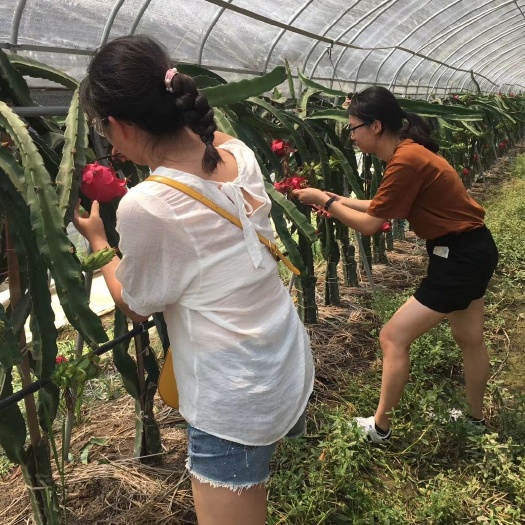  蜜红火龙果，火龙果中的爱马仕