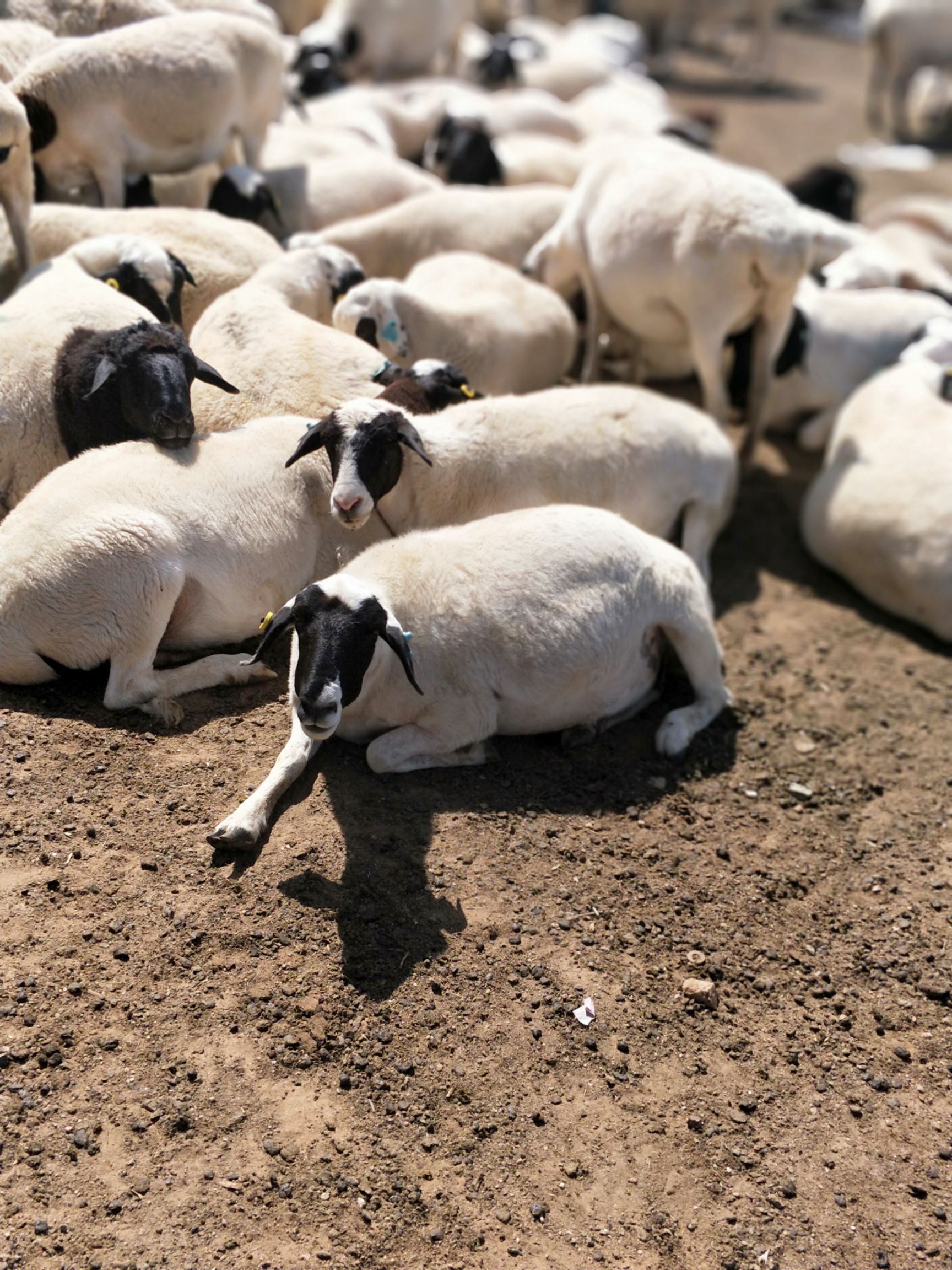 内蒙羊品种图片