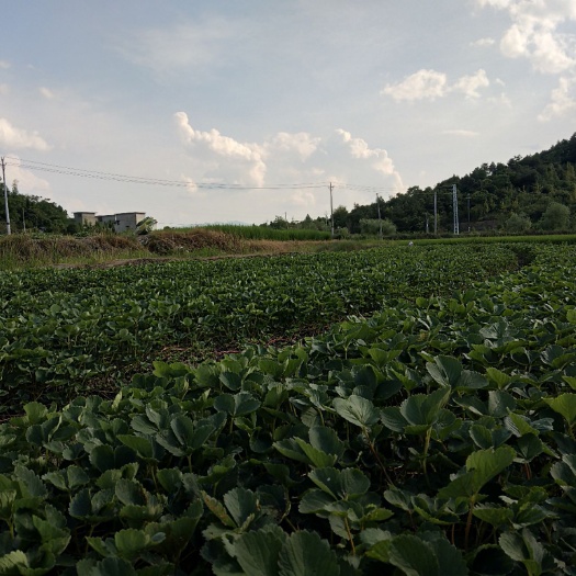 兴安县优质宁玉草莓苗，苗壮，根系好。