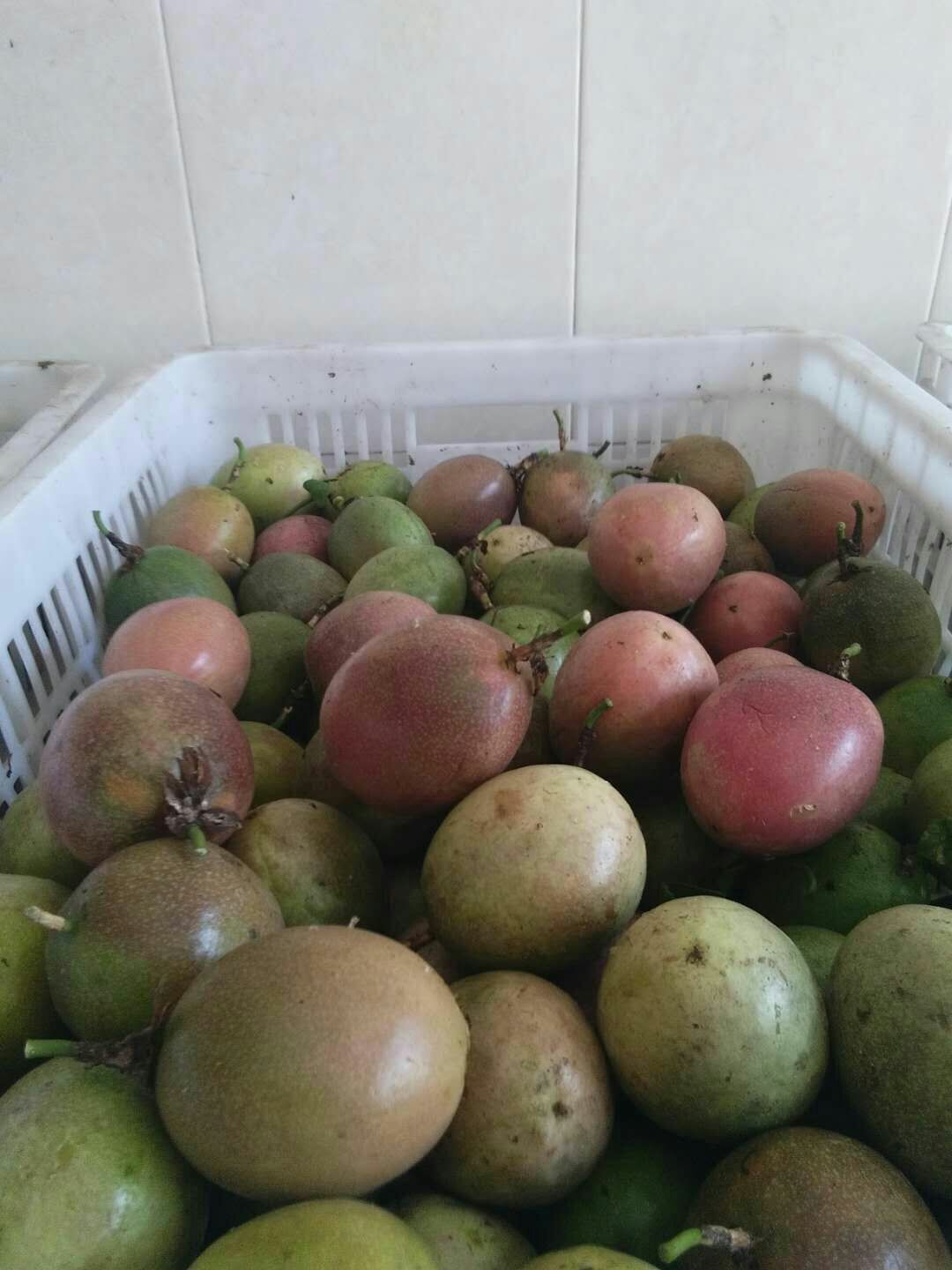 紫香百香果苗  百香果苗