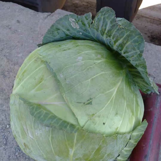 寿阳县紫甘蓝 混装通货