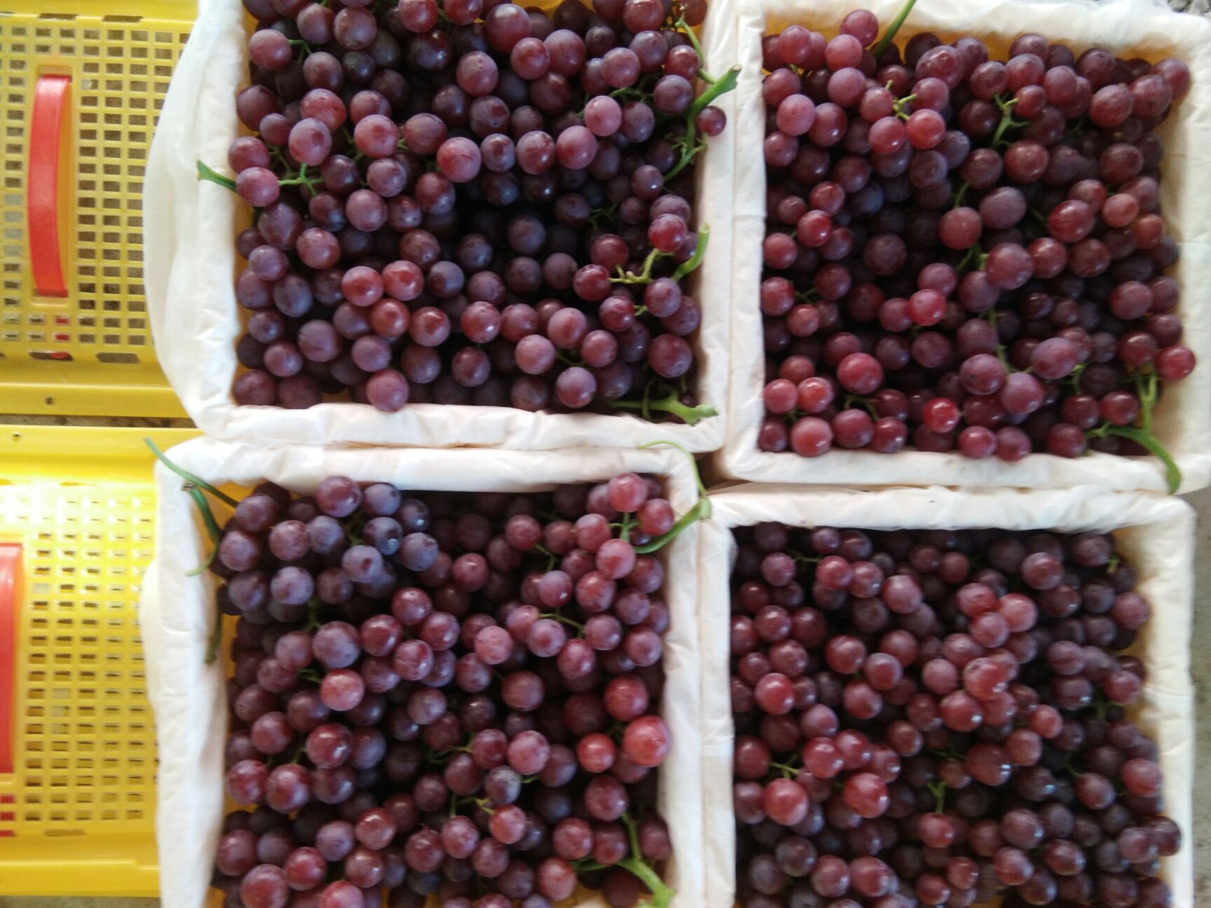  新疆石河子北泉镇的弗雷无核葡萄（玻璃脆），色泽火红口感脆甜。