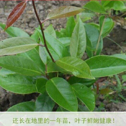 绥宁县 绿洲果苗直供布福娜黑老虎苗冷饭团大血藤苗种子苗野生水果苗
