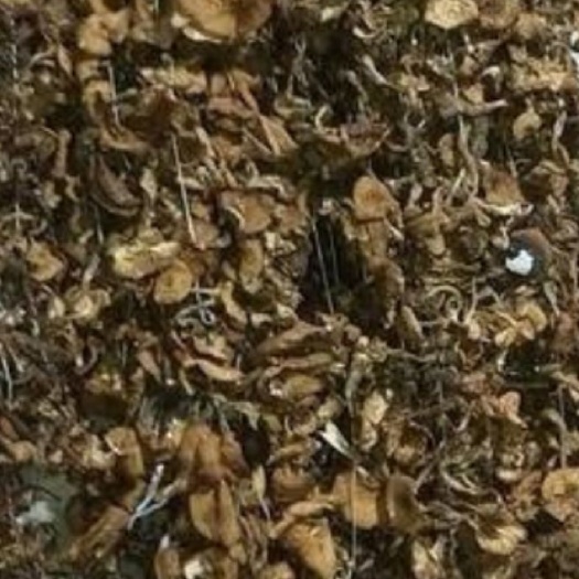 穆棱市生野干榛蘑 野生榛蘑，色泽好，一等货