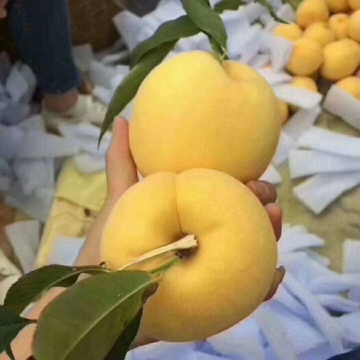 扶风县锦绣黄桃 的精品，包你满意