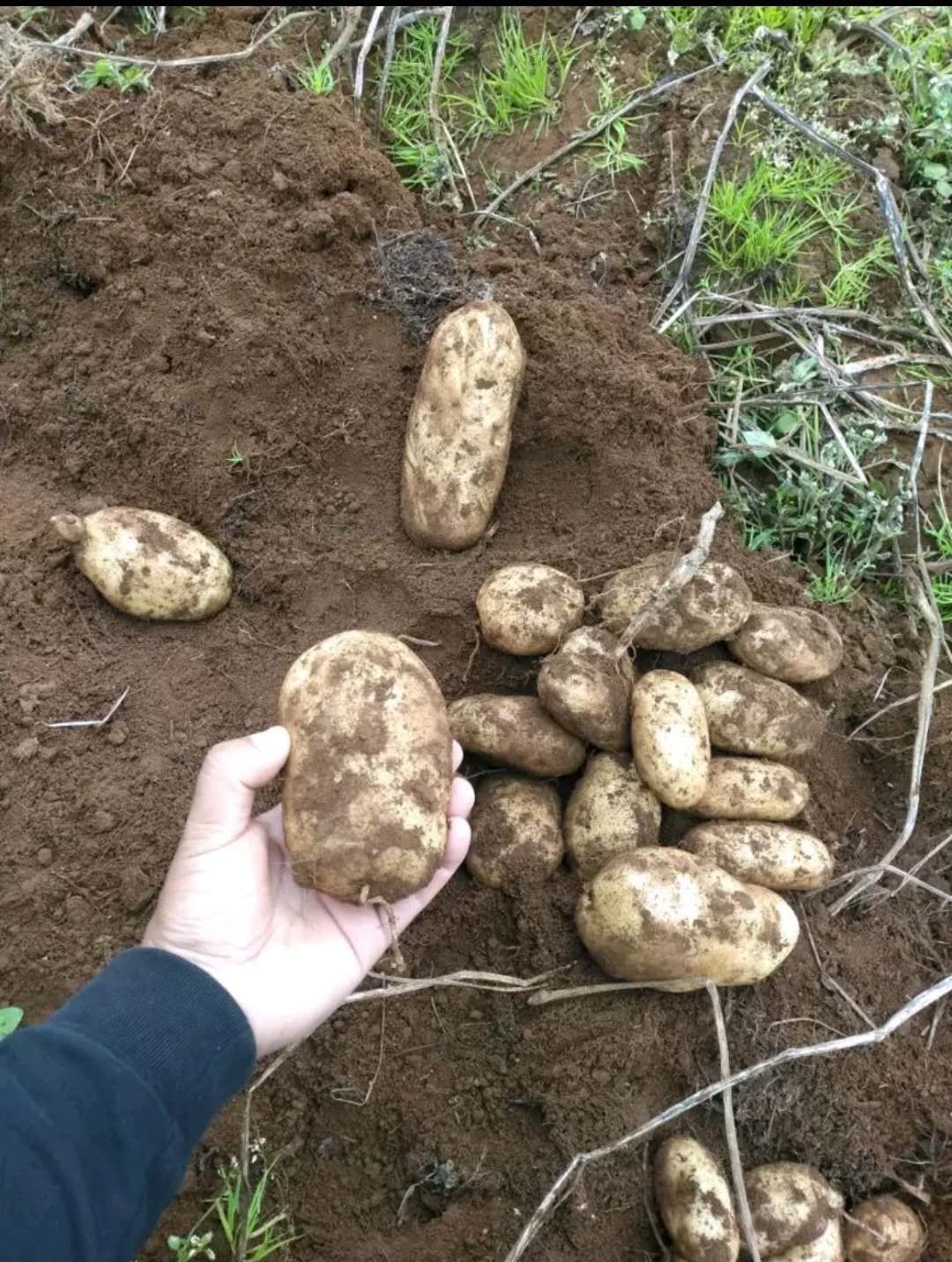 丽薯6号种薯 一级种原种 隔离地区种植 质量保证 合同保障