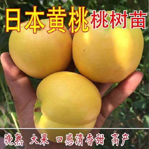 平邑县黄金冠黄桃苗 包品种，包嫁接包结果